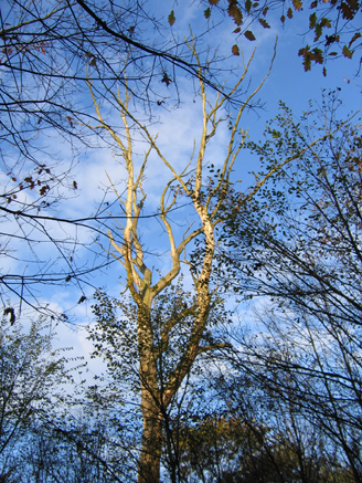 n_61_kö_J 84_alter-baum1.jpg